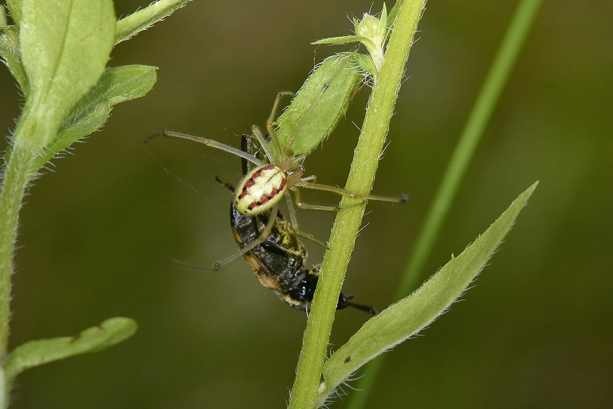 Pachytodes erraticus: 